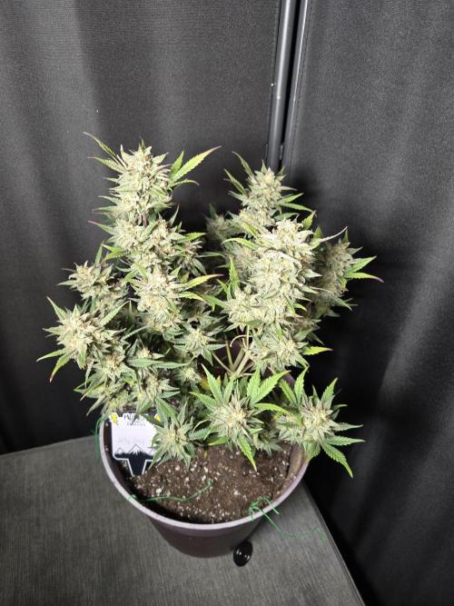 Jolly Jay/ Blackberry Cookies. Week 9