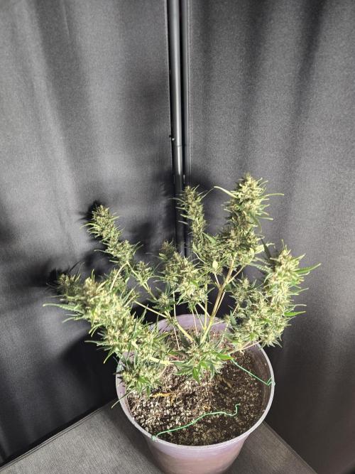 Jolly Jay/ Blackberry Cookies. Week 9