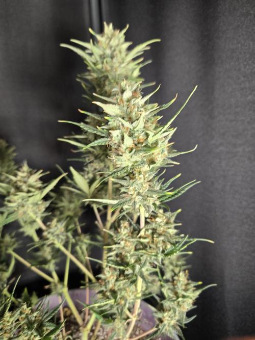 Jolly Jay/ Blackberry Cookies. Week 9