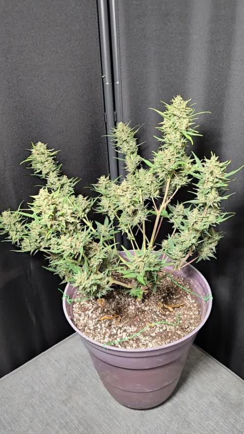Jolly Jay/ Blackberry Cookies