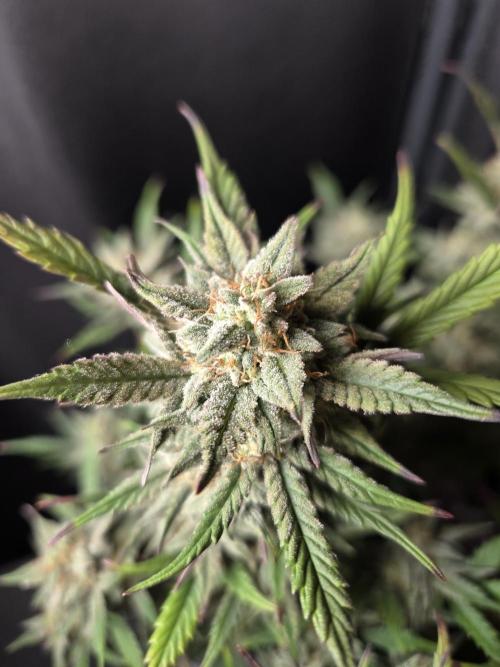 Jolly Jay/ Blackberry Cookies. Week 9
