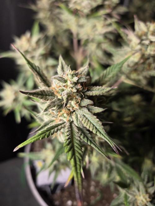 Jolly Jay/ Blackberry Cookies. Week 9
