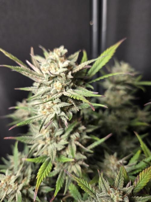 Jolly Jay/ Blackberry Cookies. Week 9