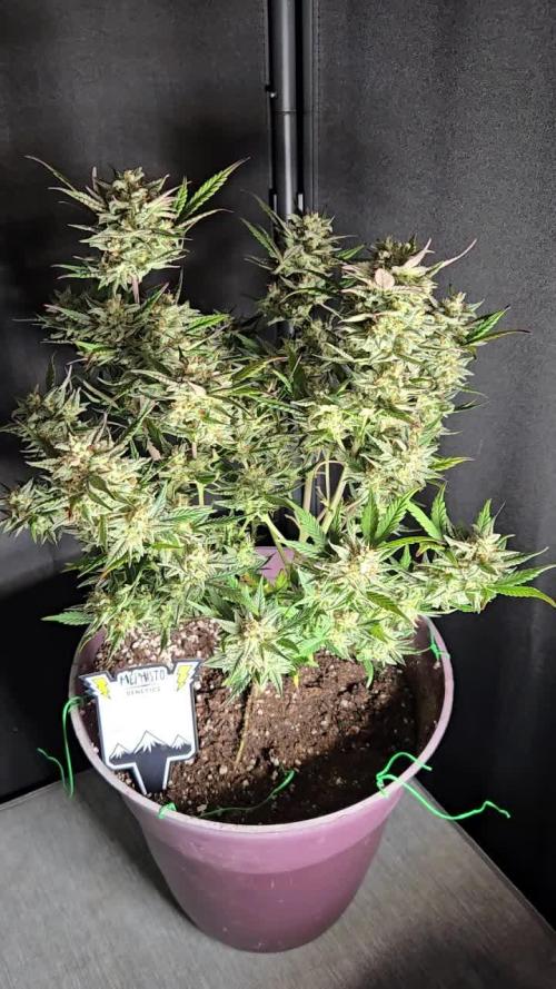 Jolly Jay/ Blackberry Cookies