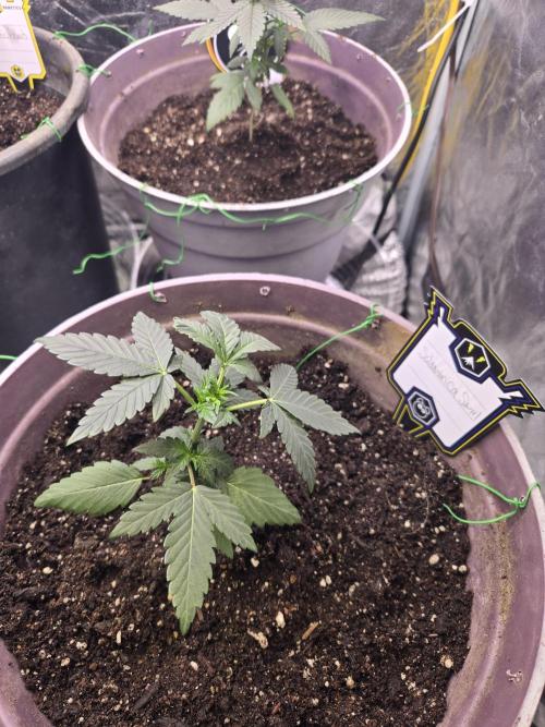 Galactic Gelato and Salamanca Swirl. Week 2