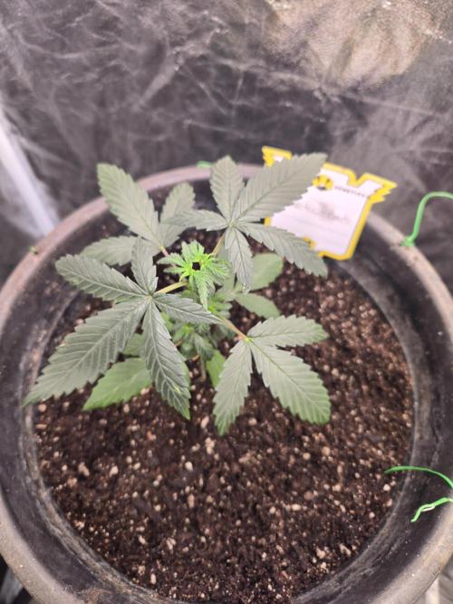 Galactic Gelato and Salamanca Swirl. Week 2