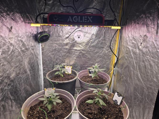 Galactic Gelato and Salamanca Swirl. Week 2