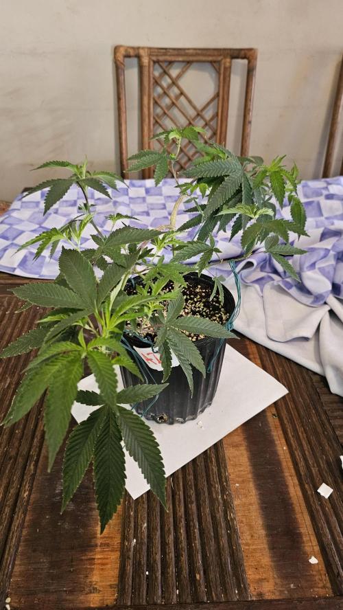 Easter Madness. Week 3 - Black Cherry Lemonade 