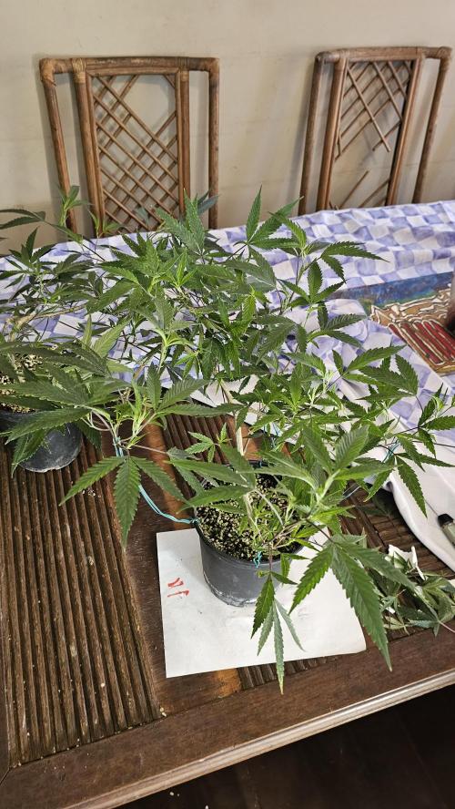 Easter Madness. Week 3 - Anyday