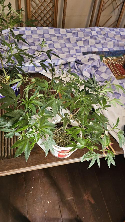 Easter Madness. Week 3 - Crystal Chalice 