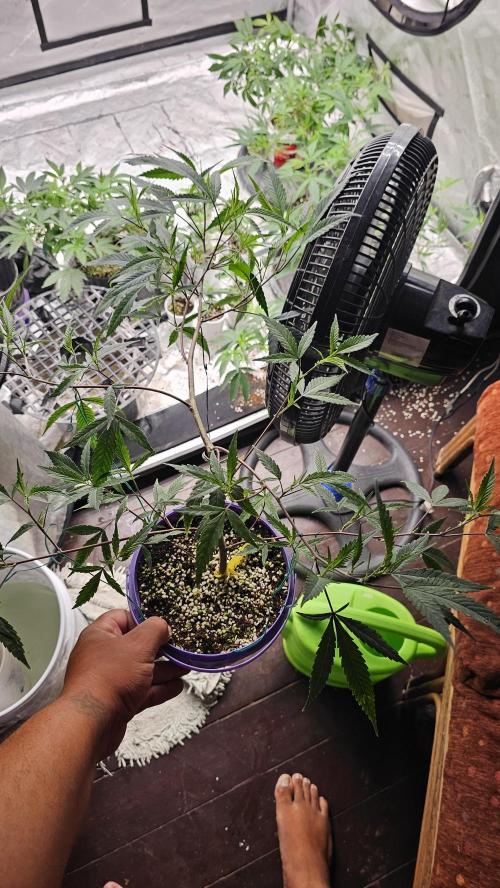 Easter Madness. Week 3 - Gas Truffle