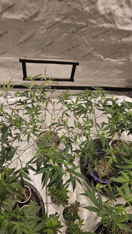 Easter Madness. Week 3 - Planet Bang Bang #2