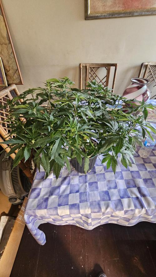 Easter Madness. Week 4 - Terple