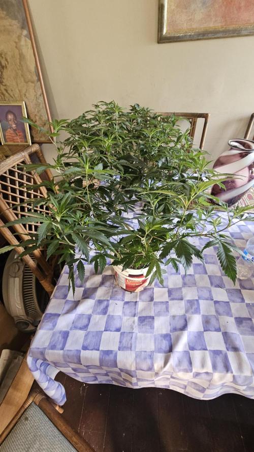 Easter Madness. Week 4 - Crystal Chalice 