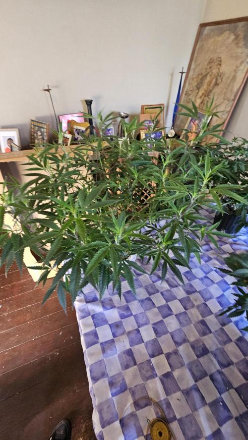 Easter Madness. Week 4 - Grape Cake Head