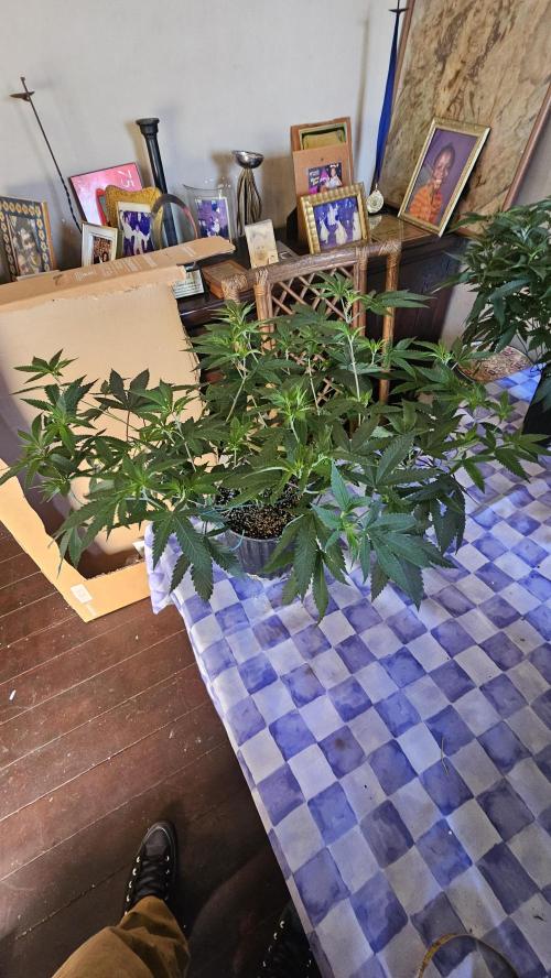 Easter Madness. Week 4 - Pink Lemonade 