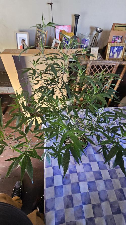 Easter Madness. Week 4 - Gas Truffle 