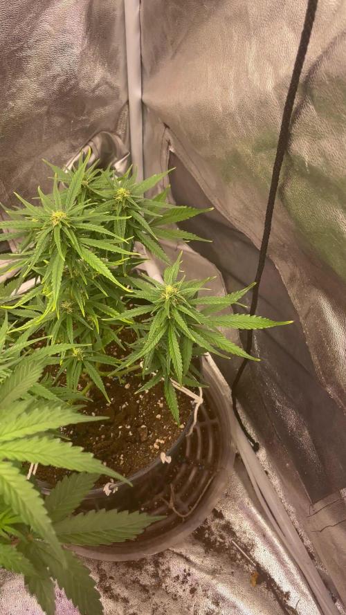 Rainbow Glue Auto/Lemon autos