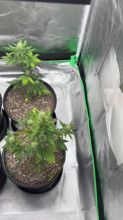 Gorilla Cookies