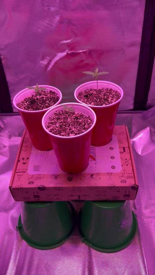 OG Kush Ltd.