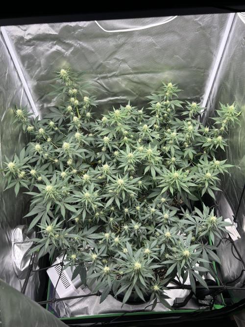 OG Kush Ltd.. Week 11