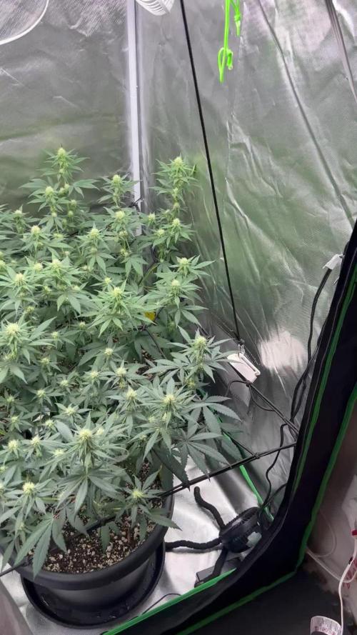 OG Kush Ltd.