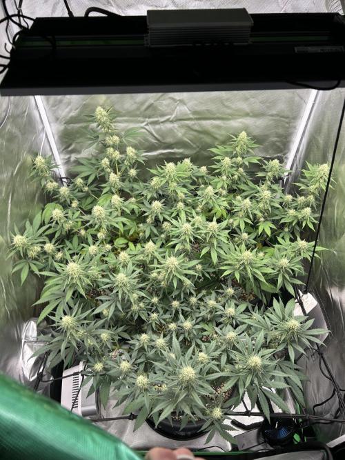 OG Kush Ltd.. Week 12