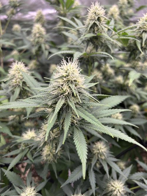 OG Kush Ltd.. Week 12