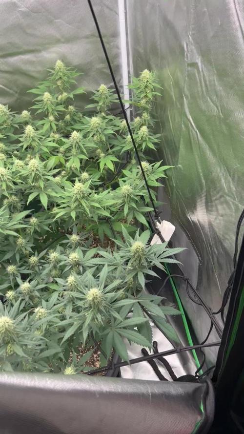 OG Kush Ltd.
