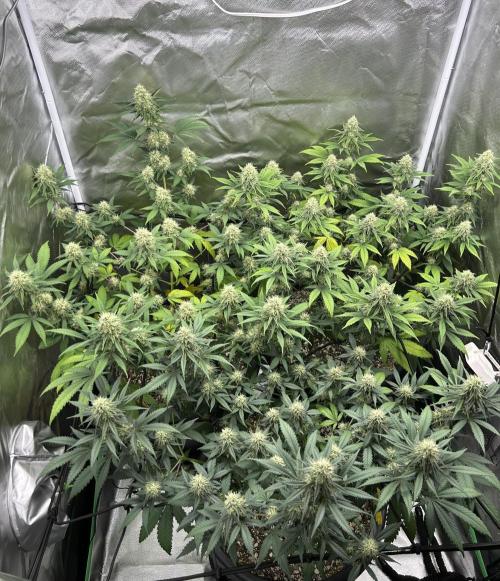 OG Kush Ltd.. Week 13