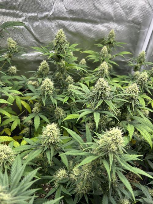 OG Kush Ltd.. Week 13