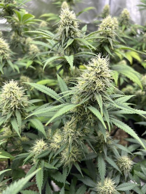 OG Kush Ltd.. Week 13