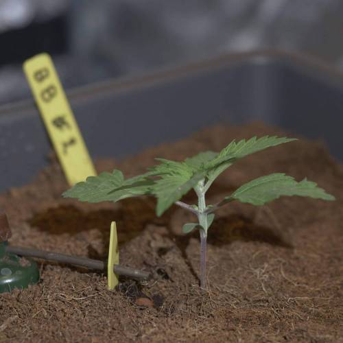 Fast Buds Blackberry Auto grow journal by Numitor GrowDiaries