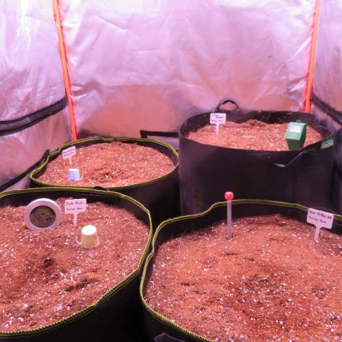 Barneys Farm Dos Si Dos 33 Test. Week 1