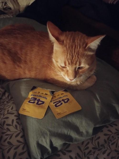 Fast Buds - Papayton. Week 0