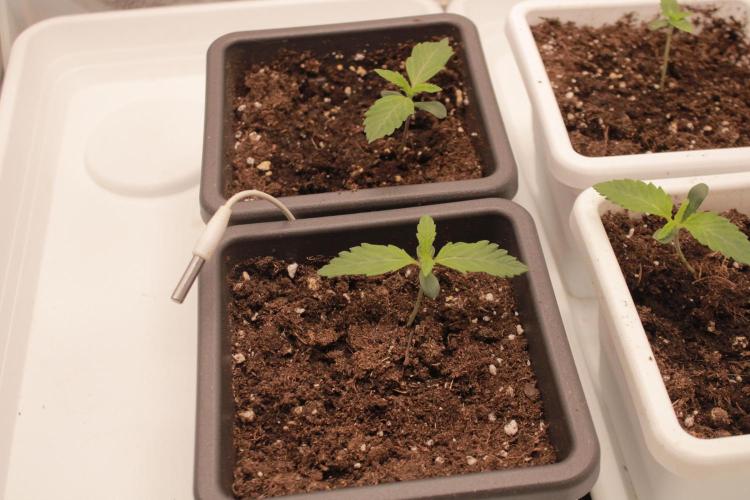 Fast Buds - Papayton. Week 1 - Day 4