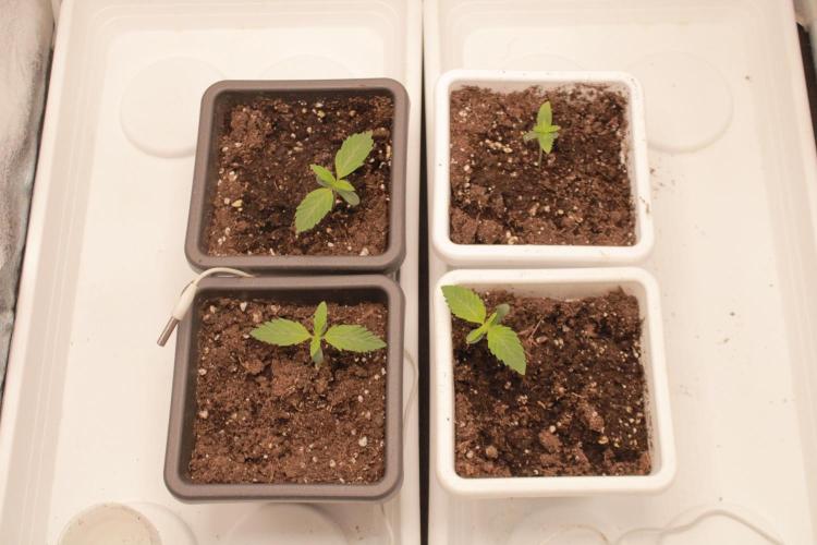 Fast Buds - Papayton. Week 1 - Day 4