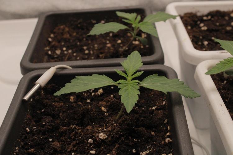 Fast Buds - Papayton. Week 1 - Day 7