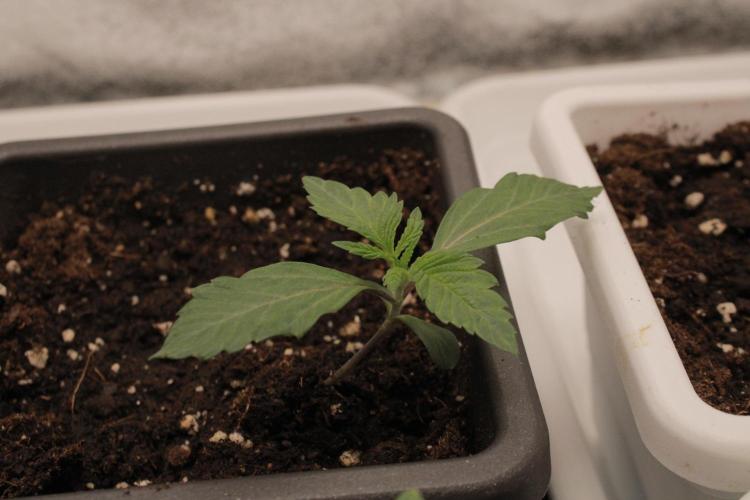 Fast Buds - Papayton. Week 1 - Day 7