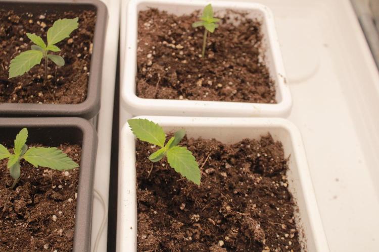 Fast Buds - Lemon Cherry Runtz. Week 1 - Day 4