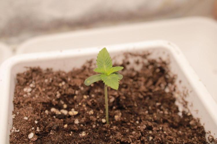 Fast Buds - Lemon Cherry Runtz. Week 1 - Day 4