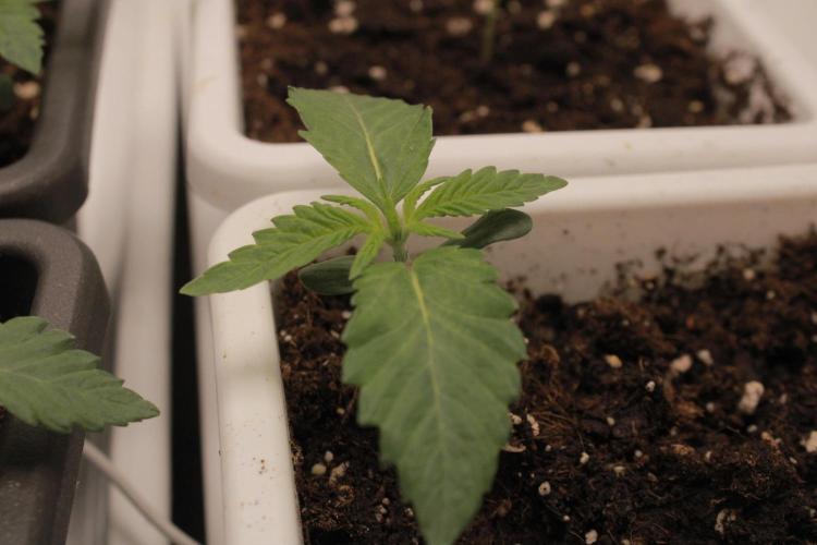 Fast Buds - Lemon Cherry Runtz. Week 1 - Day 7