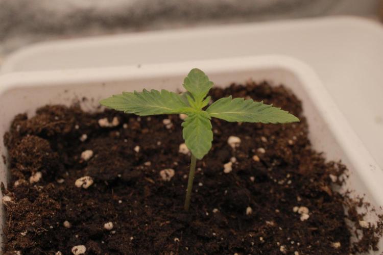 Fast Buds - Lemon Cherry Runtz. Week 1 - Day 7 