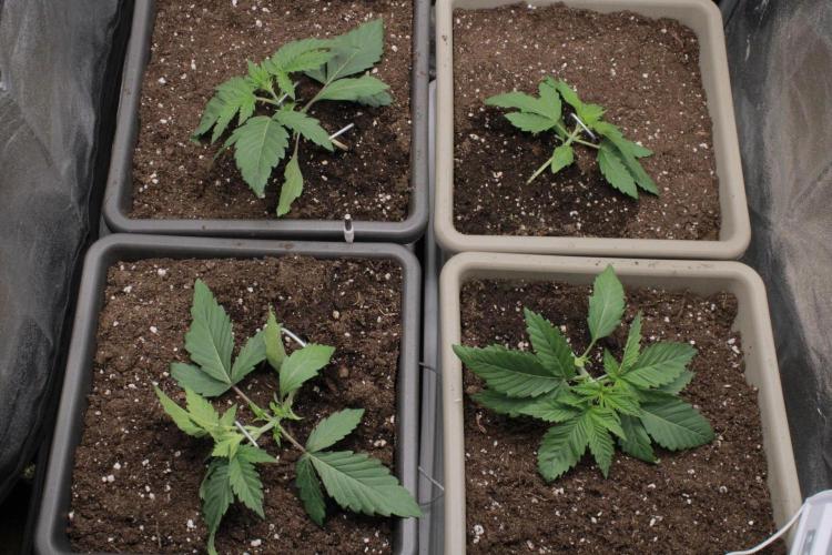 Fast Buds - Papayton. Week 2 - Day 12 