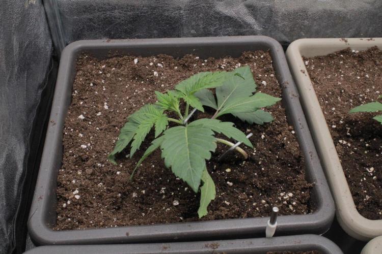 Fast Buds - Papayton. Week 2 - Day 11