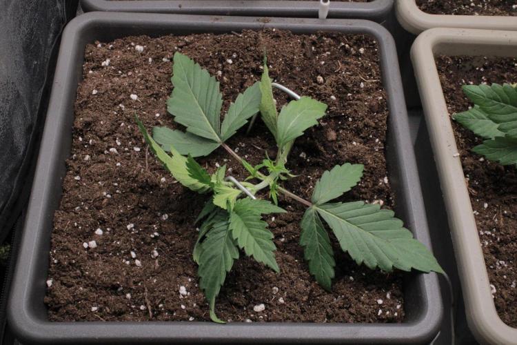 Fast Buds - Papayton. Week 2 - Day 11