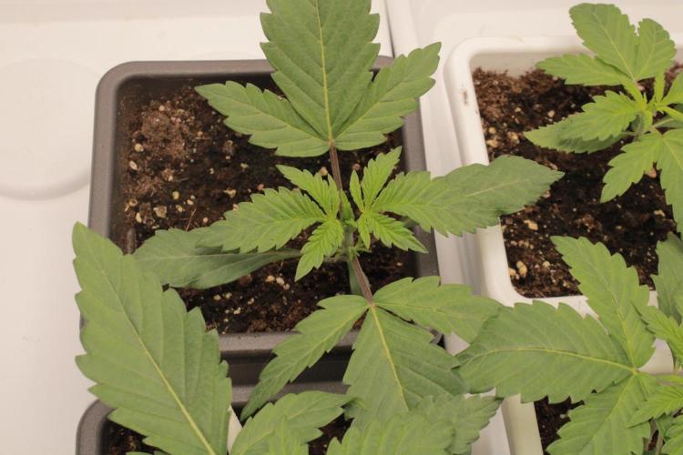 Fast Buds - Papayton. Week 2 - Day 9