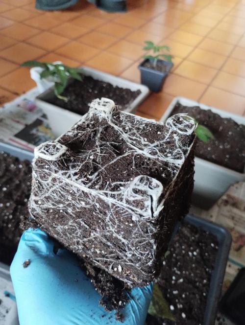 Fast Buds - Papayton. Week 2 - Good healthy roots!