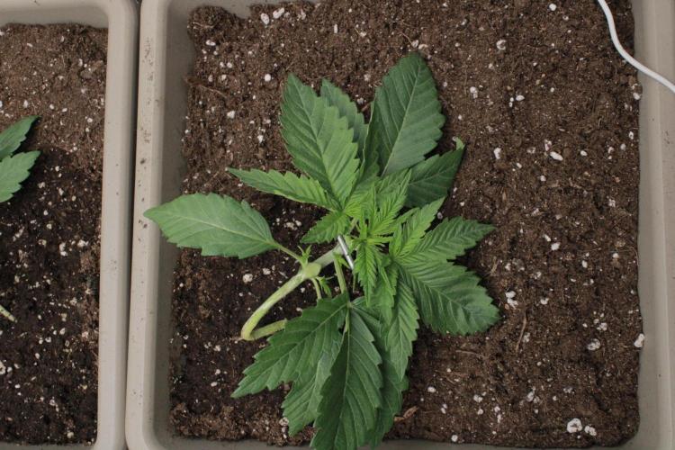 Fast Buds - Lemon Cherry Runtz. Week 2