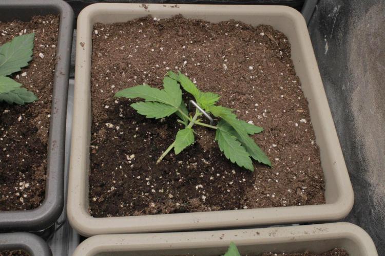 Fast Buds - Lemon Cherry Runtz. Week 2